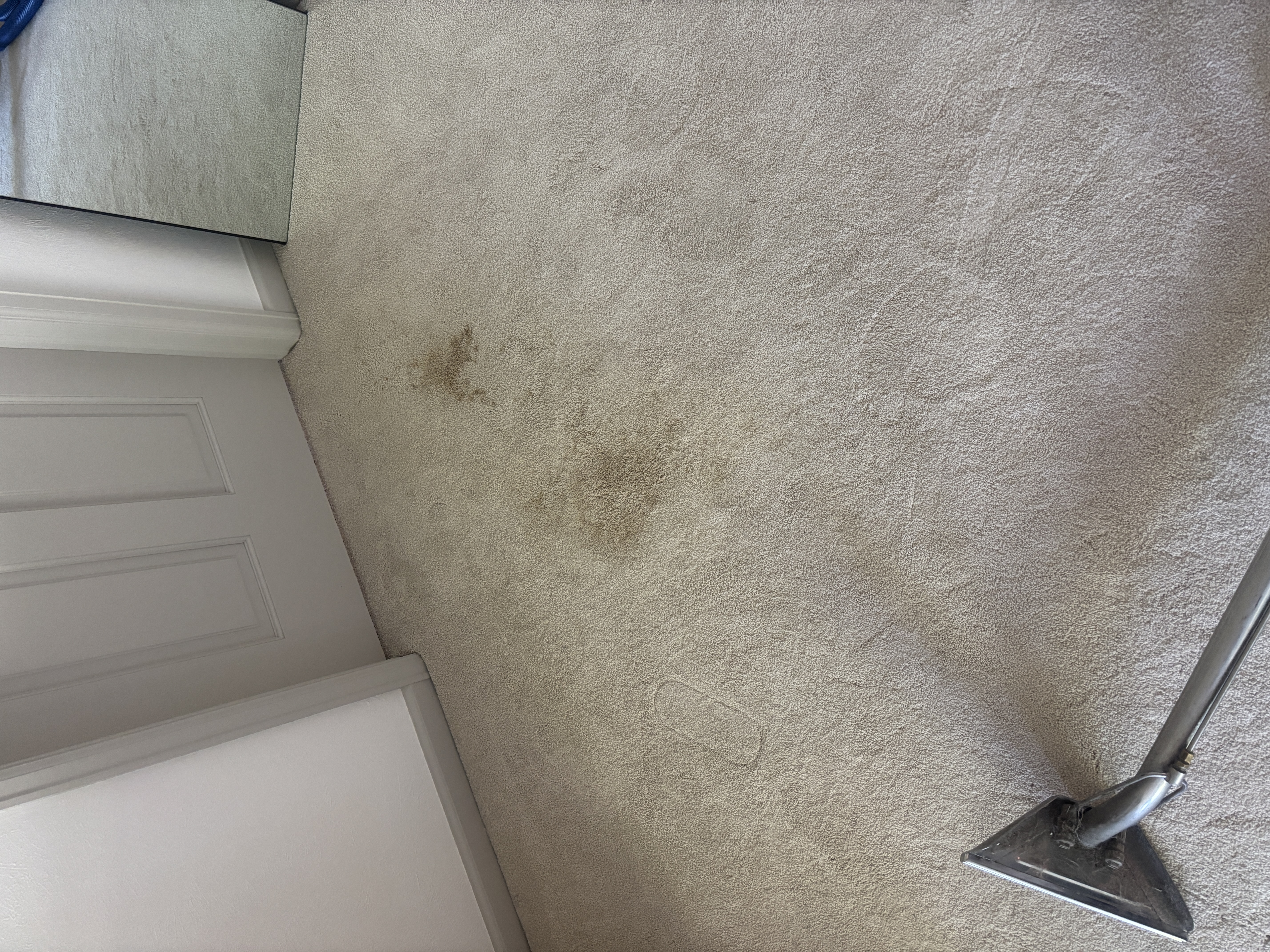 Carpet stain treatment during a repeat customer visit in the Sixth Avenue West Estates area of Lakewood, CO