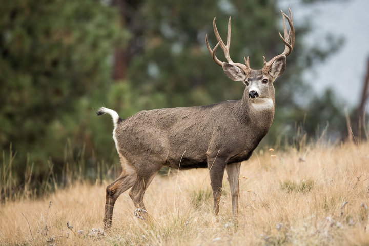 Arizona Mule Deer buck standing in tall grass near trees