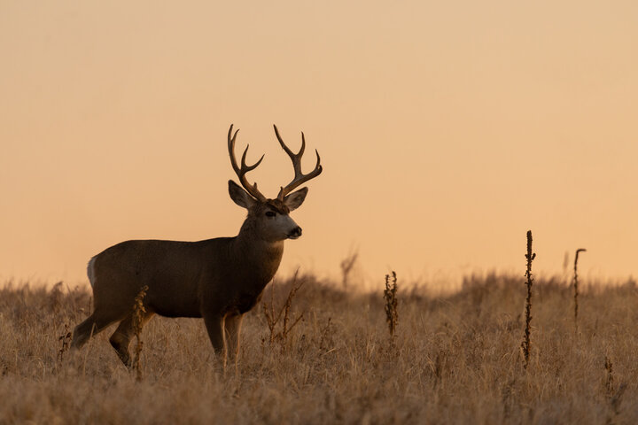 Arizona Mule Deer buck in sunset light in open field