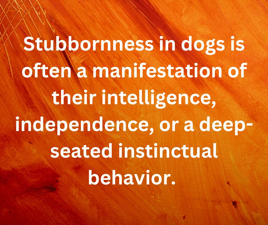 From the quote above "Stubbornness in dogs is often a manifestation of their intelligence, independence, or a deep-seated instinctual behavior."