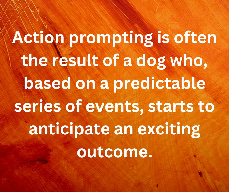Quote from the article: Action prompting is often the result of a dog who, based on a predictable series of events, starts to anticipate an exciting outcome.