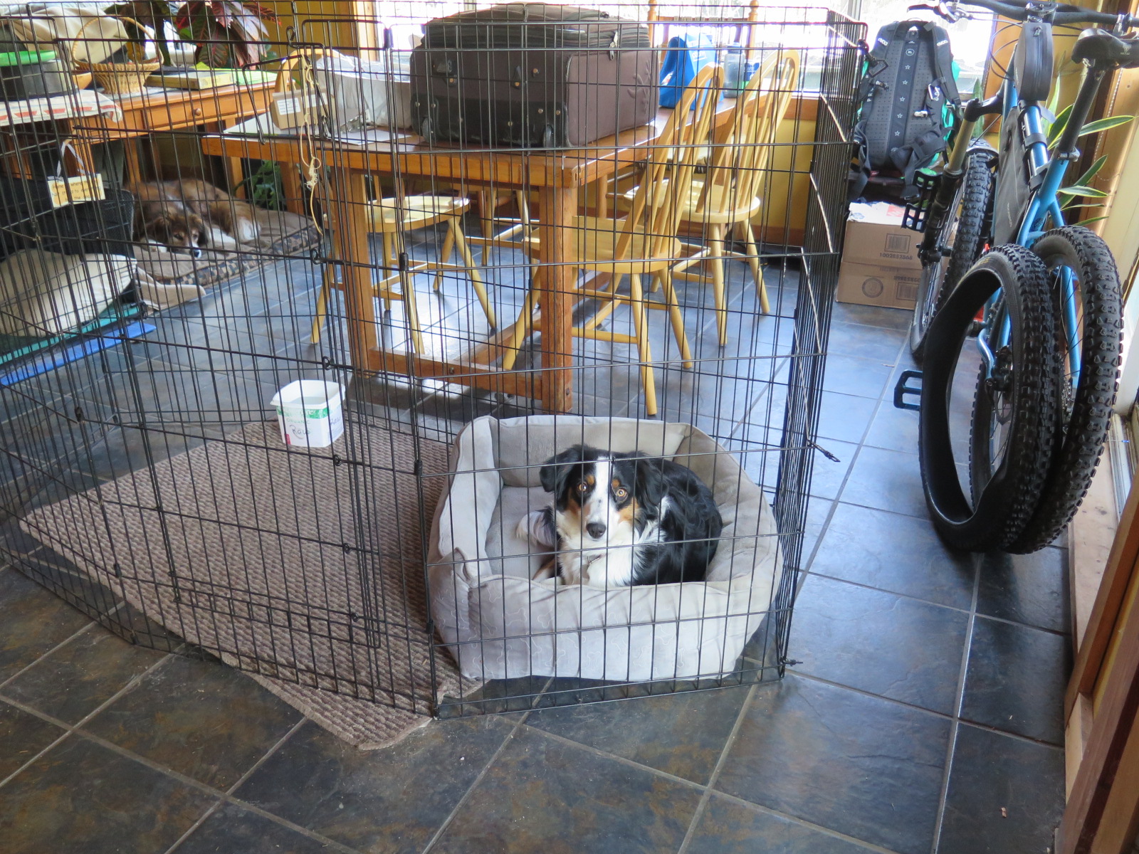 Dog relaxing on their bed inside an x-pen