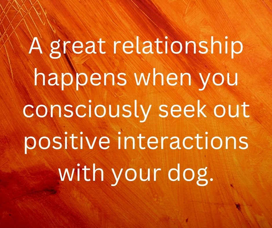 A great relationship happens when you consciously seek out positive interactions with your dog.