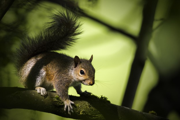 Squirrel sitting in a tree Squirrel sitting in a tree