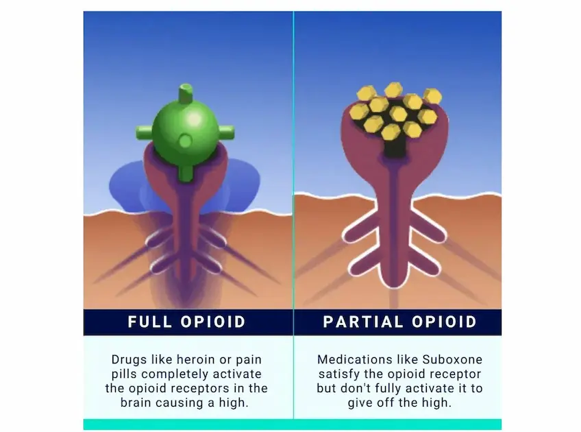 Image showing a comparison of how a full opioid like heroin or pain pills. And partial opioid like suboxone interact and satisfy the opioid receptor.