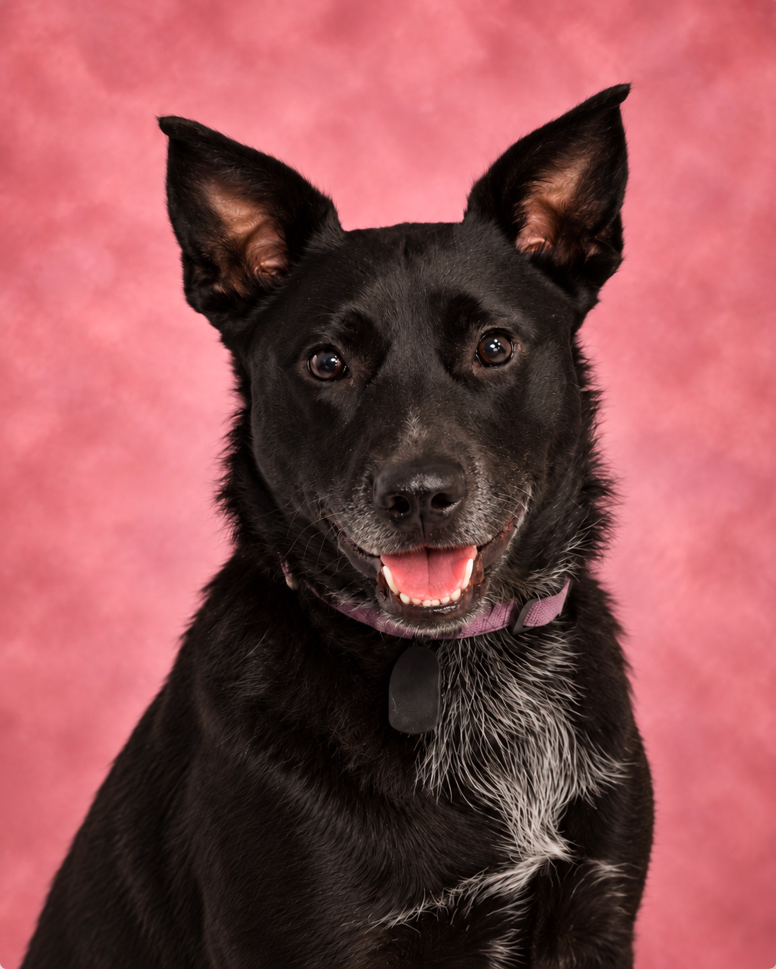 Venus, Laura's Blue Healer