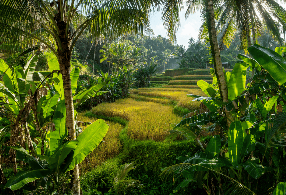 Bali rice terraces and sacred landscape