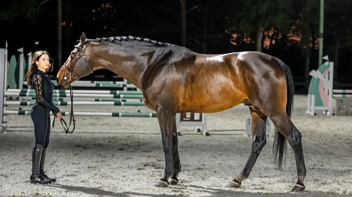 Chacco Blue II Now Standing in the United States