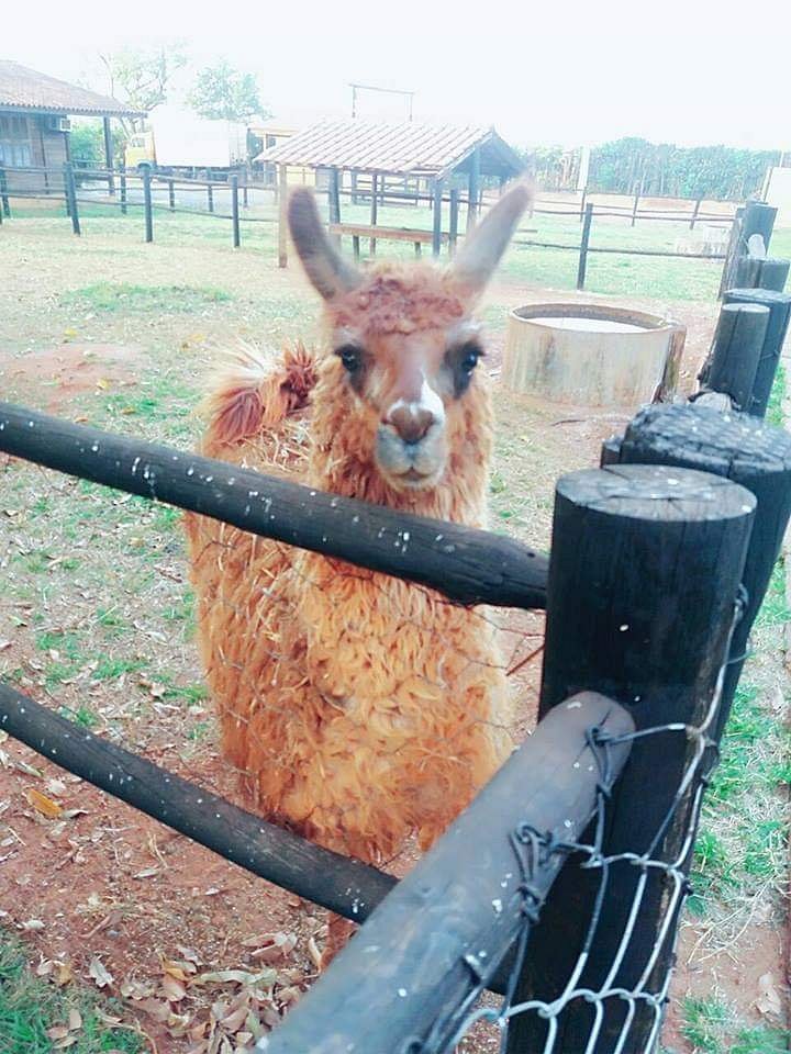Alpaca