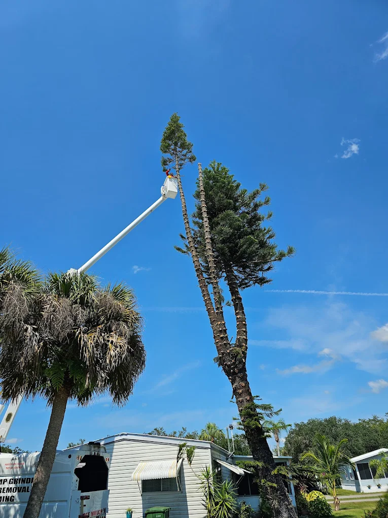 Orduna Tree Expert bucket truck crew removing a tall tree in Southwest Florida