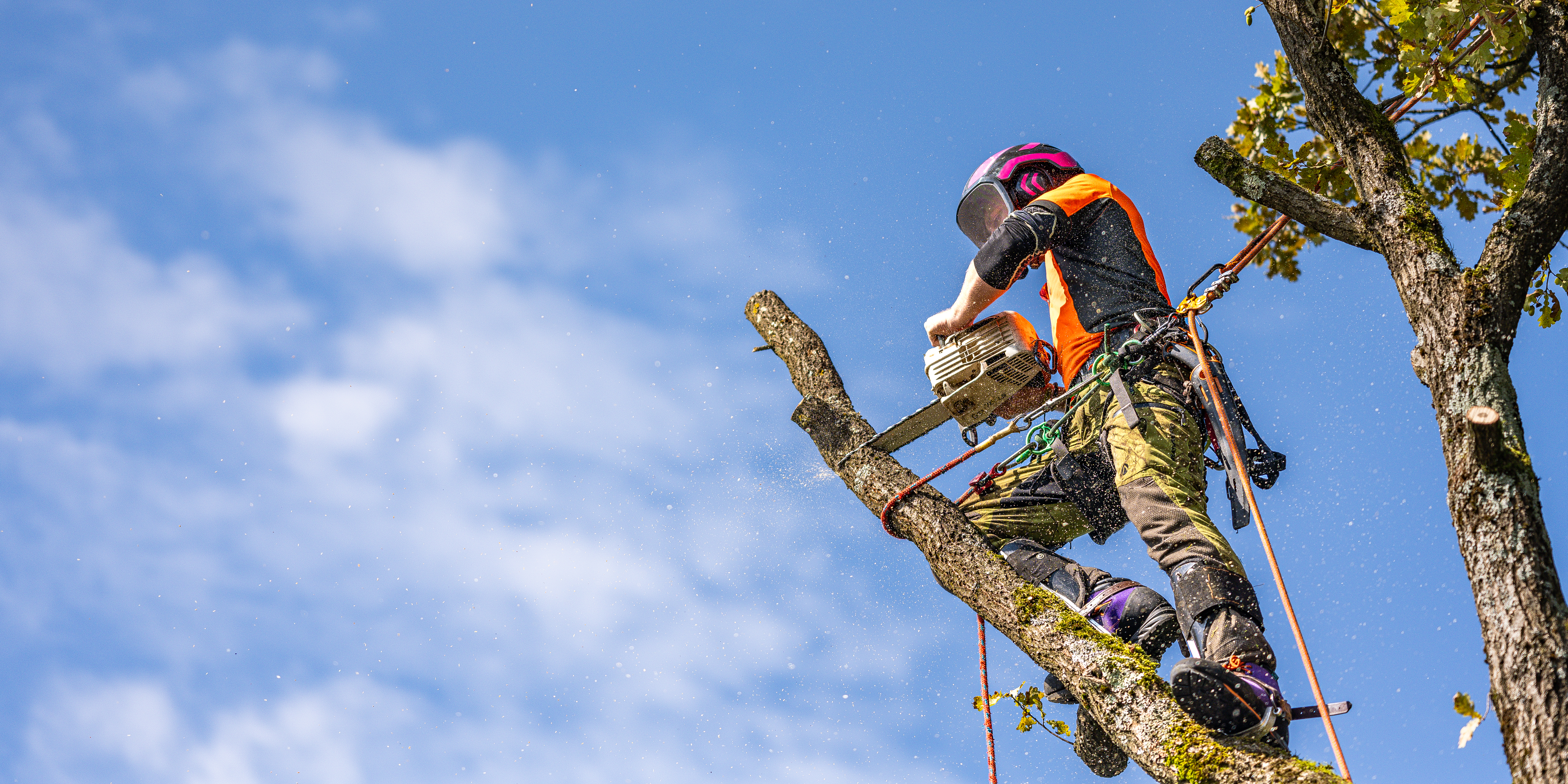 Tree Removal — Orduna Tree Expert