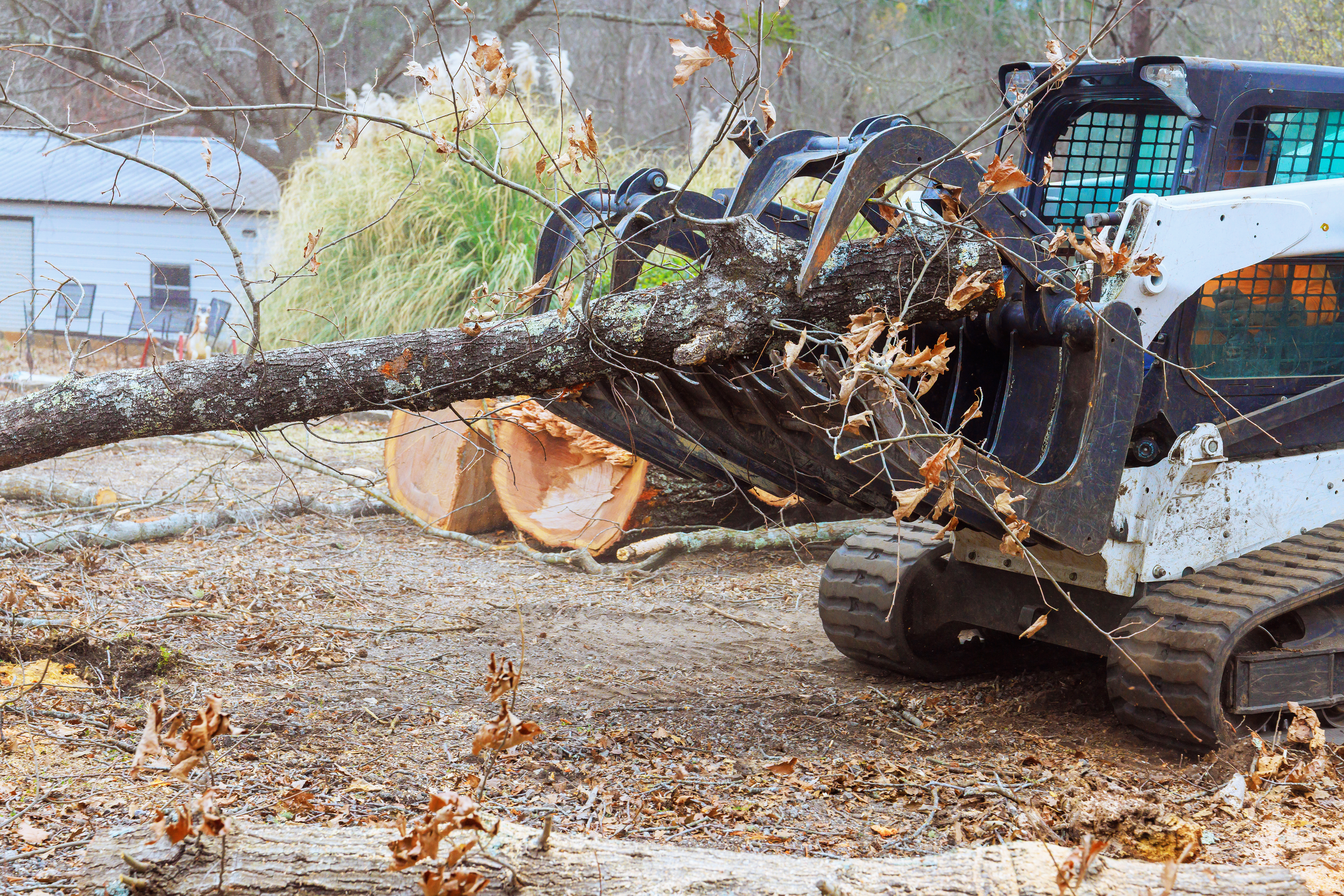 Land Clearing — Orduna Tree Expert