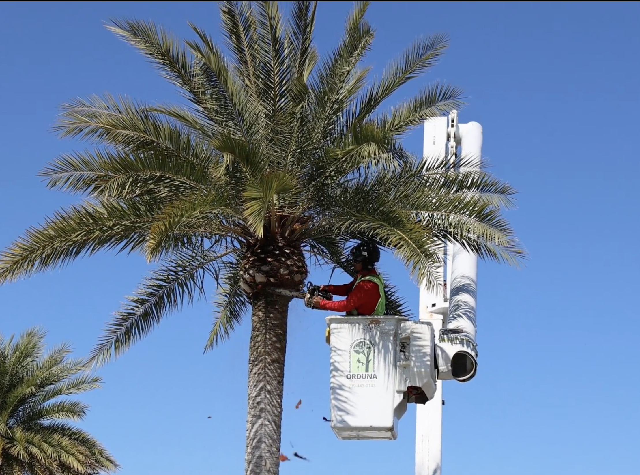 Palm Trimming — Orduna Tree Expert