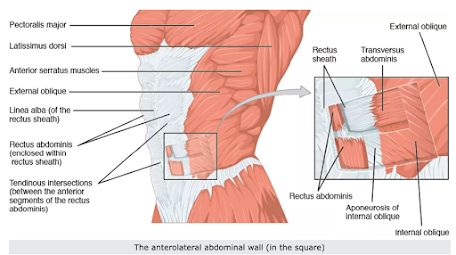 anterolateral abdominal wall anterolateral abdominal wall