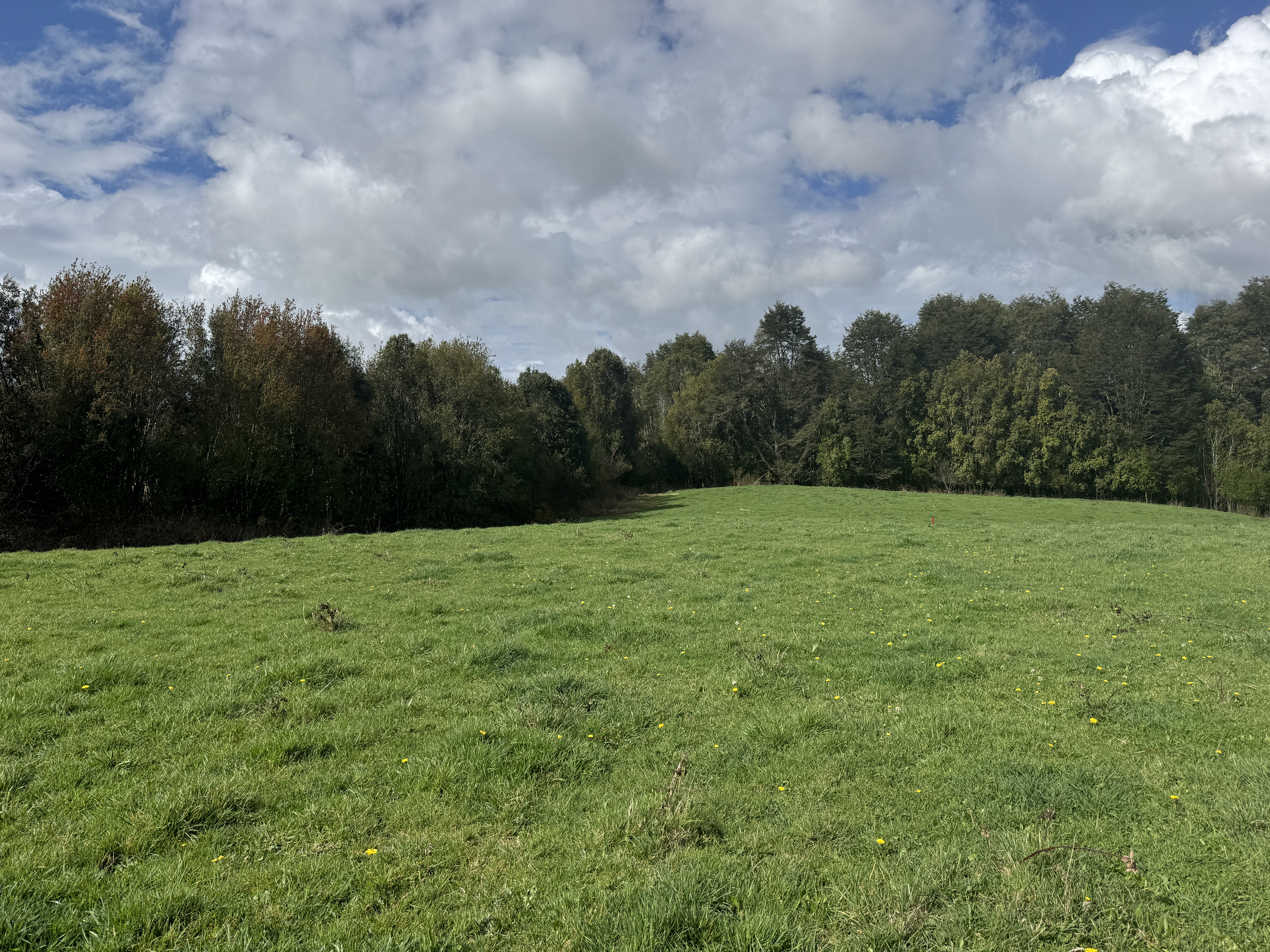 Pradera con bosque nativo al fondo, Los Muermos