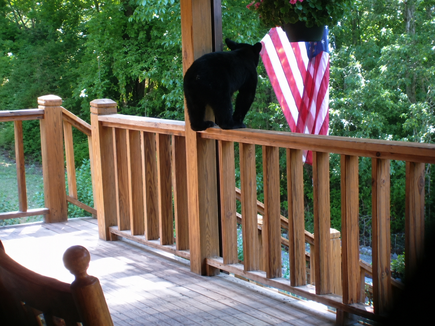 A curious visitor on the deck at Yellow Mountain Vista — photo by a guest