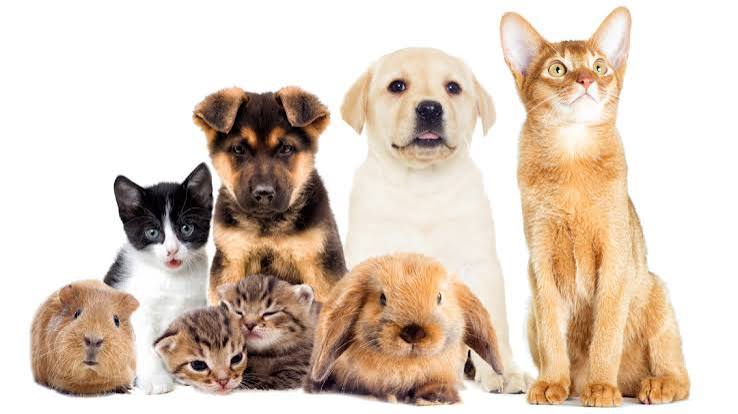 A group of dogs, cats and small pets