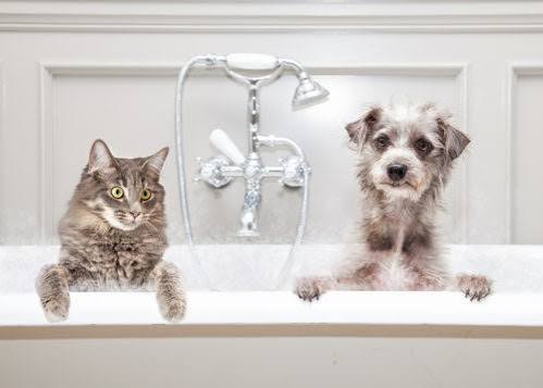 Bath & Brush