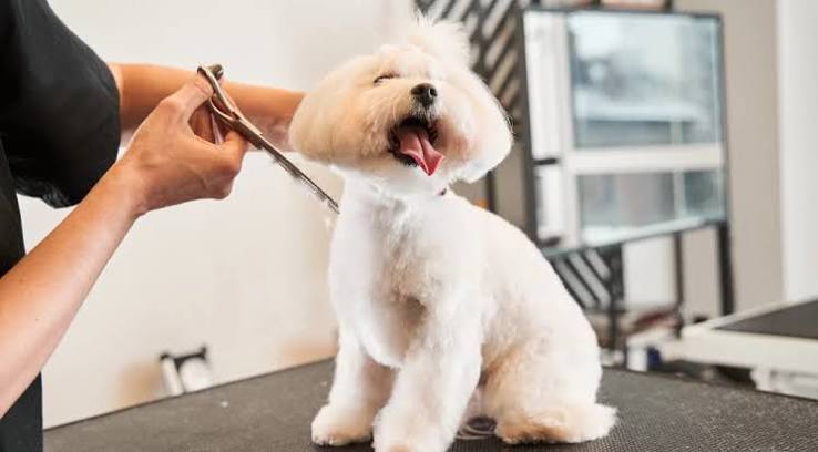 Puppy First Groom