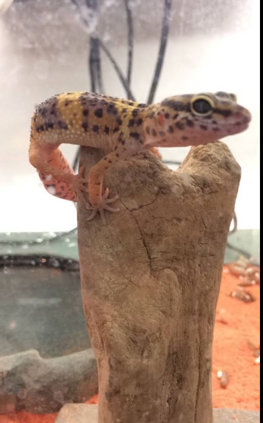 Terrarium essentials