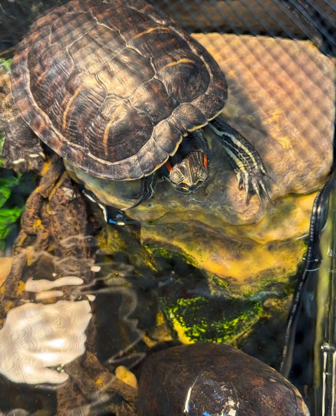 Turtles & aquatic habitats