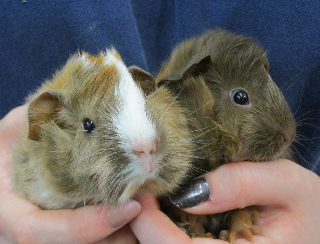 Small companions