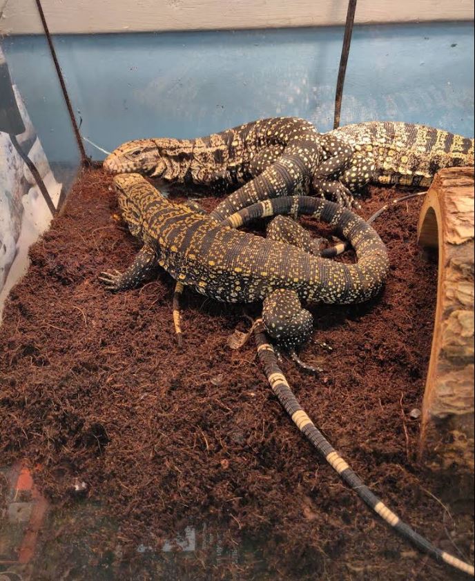 Reptiles