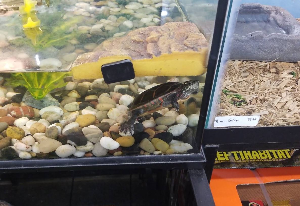 Live plants & aquascaping