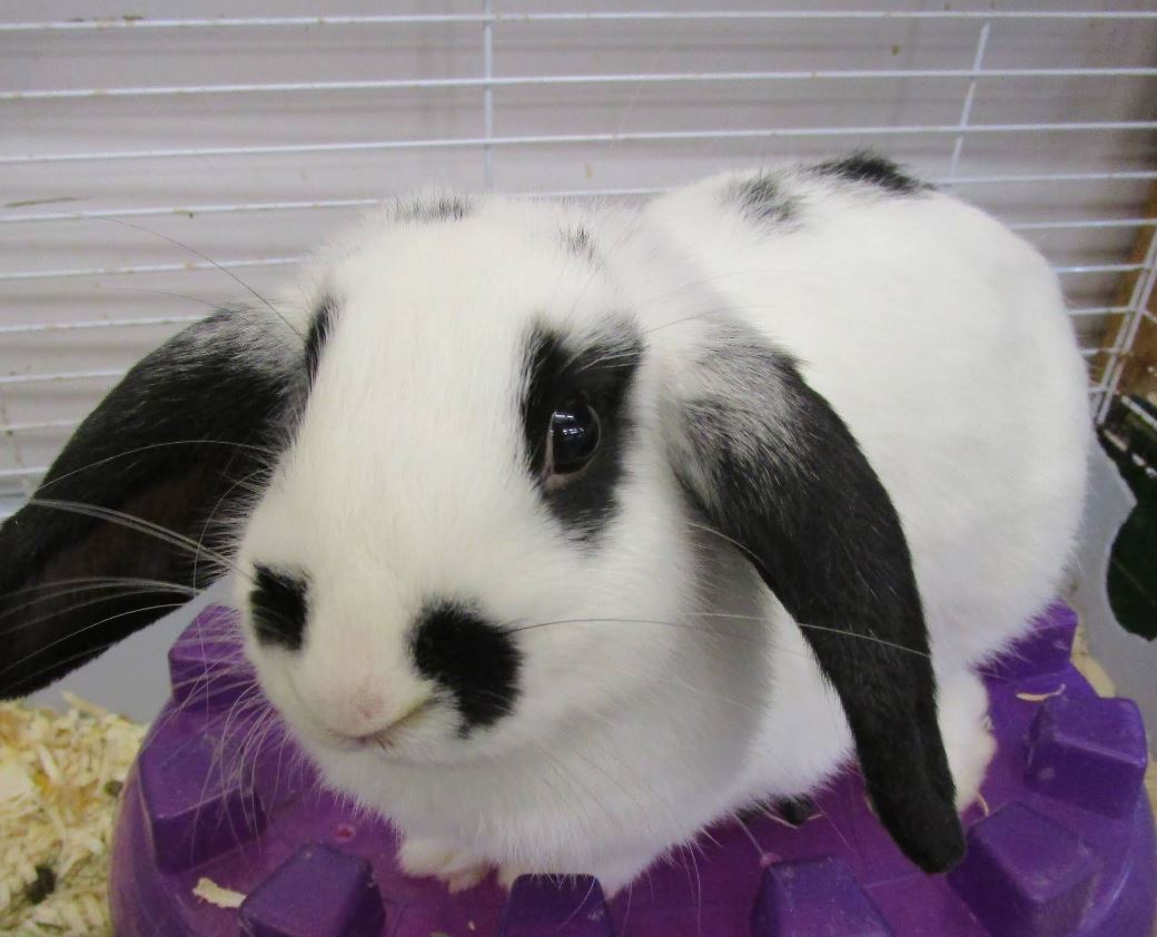 Pet care & enrichment