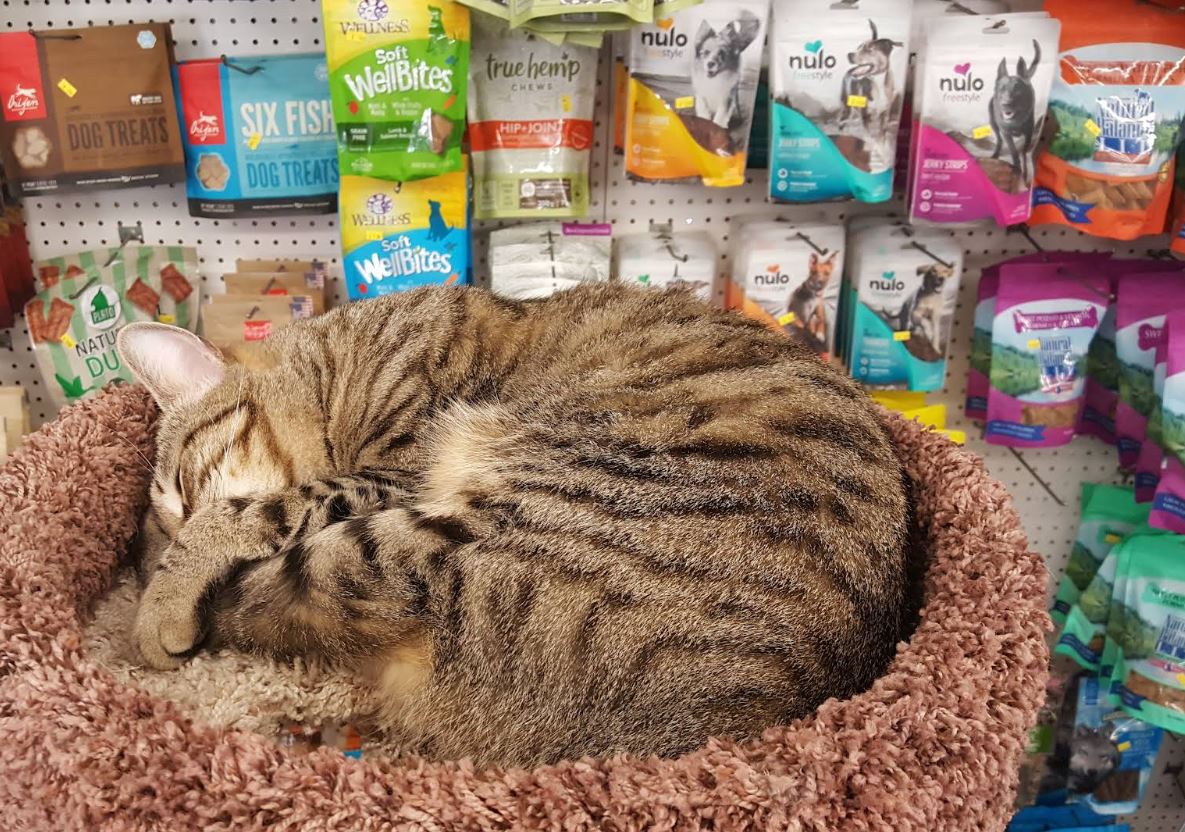 The shop cat resting among pet supplies