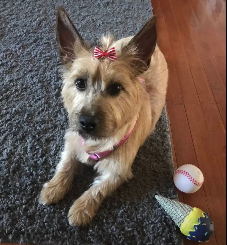Pooch La Vie client photo 8
