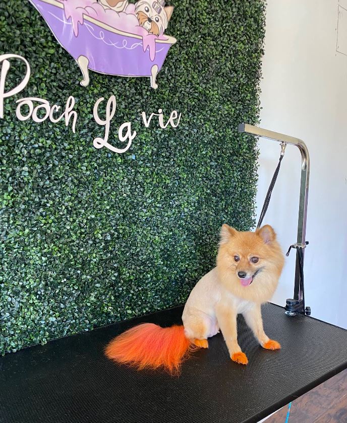 Client-provided Pooch La Vie photo
