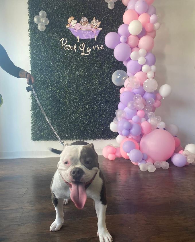Pooch La Vie client photo 5
