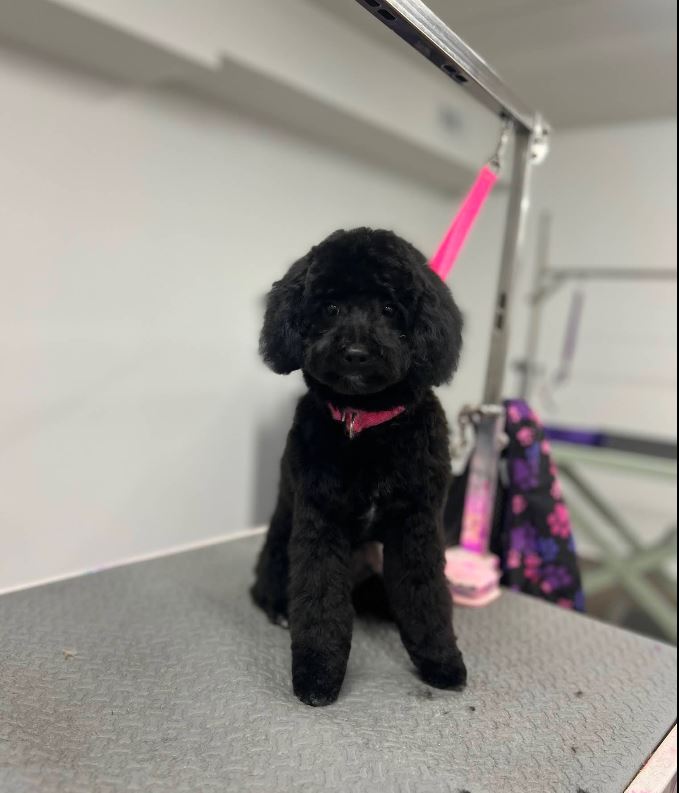 Pooch La Vie client photo 4