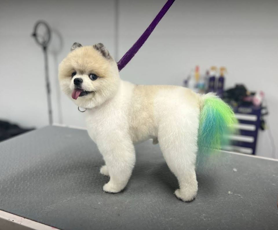 Pooch La Vie client photo 6