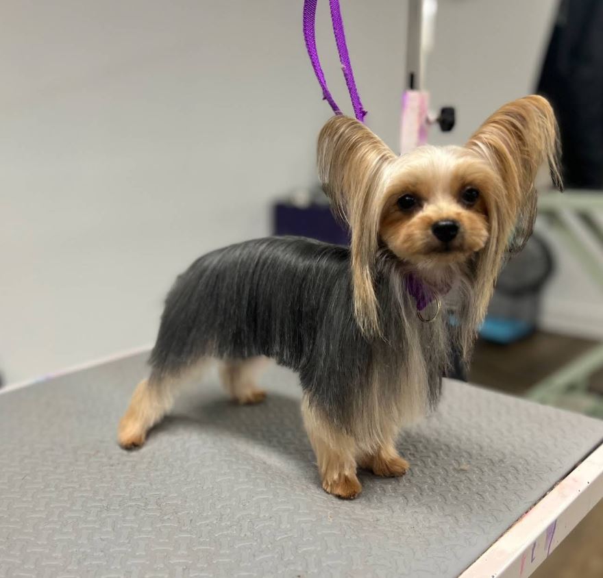 Client-provided Pooch La Vie photo