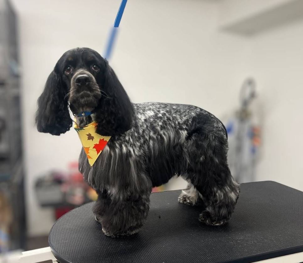 Pooch La Vie client photo 3