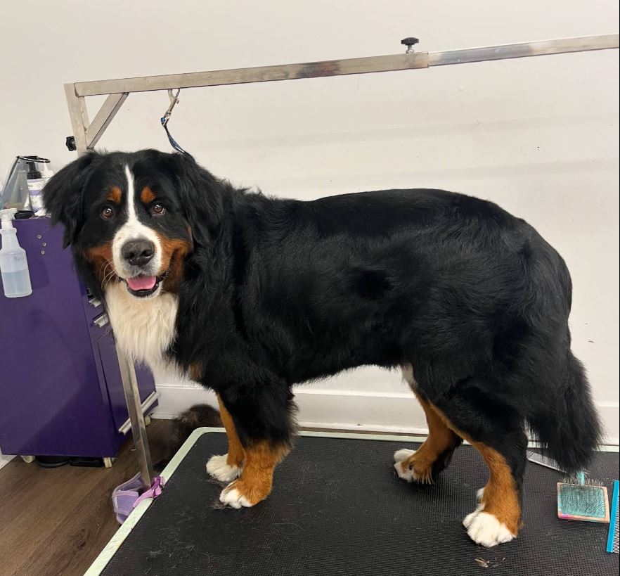 A glimpse of Pooch La Vie, supplied by the salon