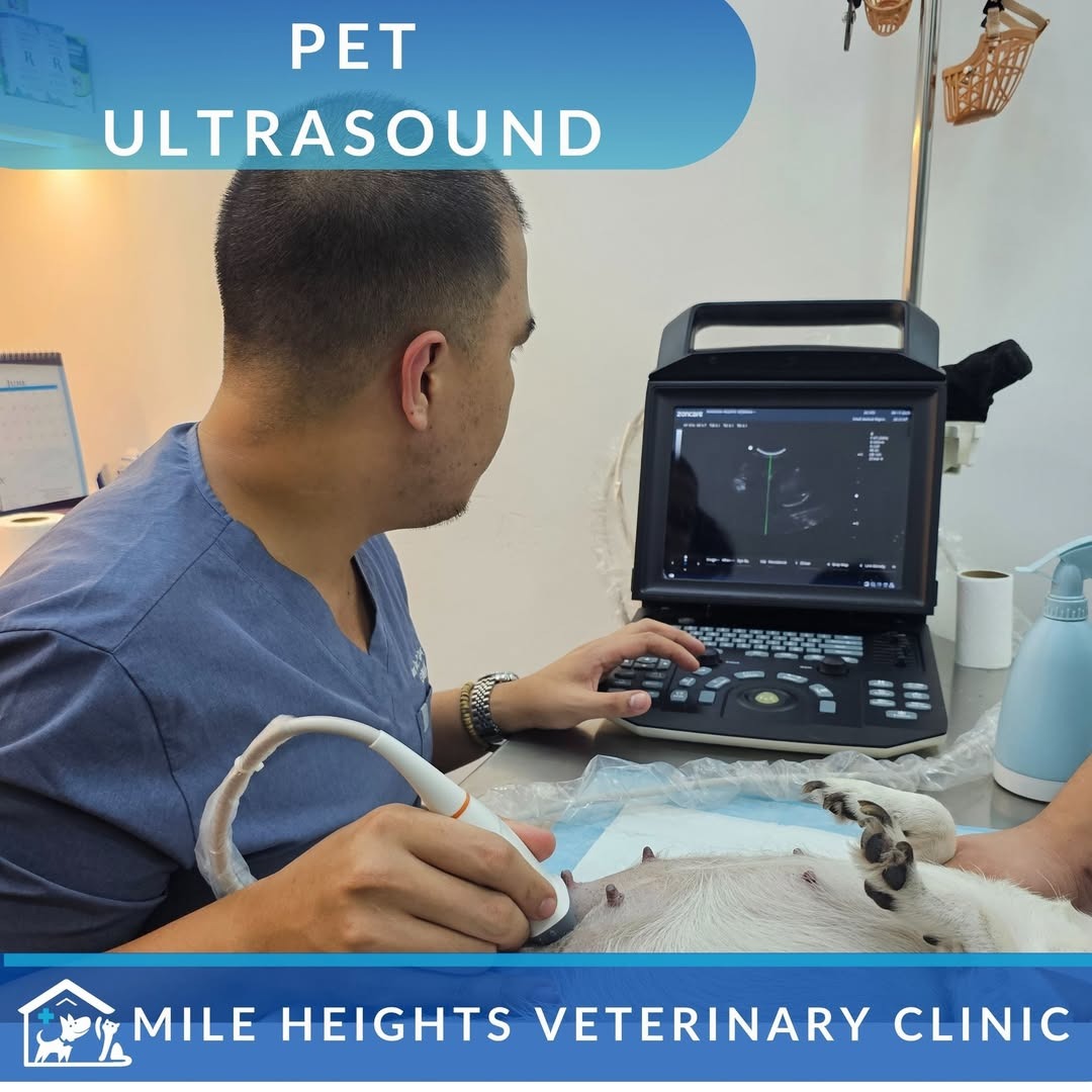 Veterinarian performing an ultrasound examination for a dog