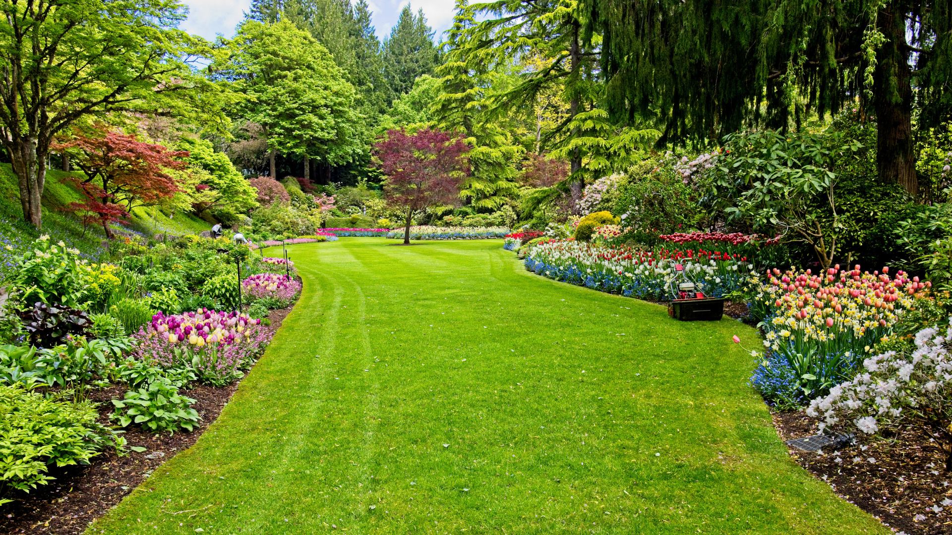Lawn pathway between colourful flower borders — garden design by Oak and Stone Landscaping, Sacramento