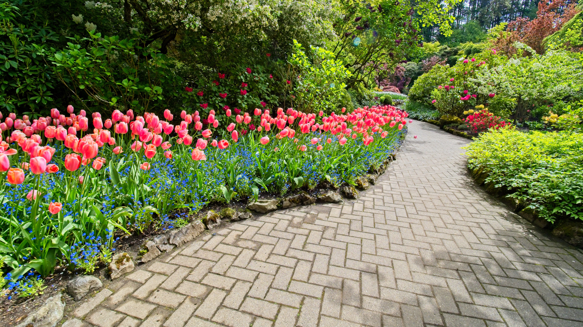 Tulip beds along a brick paver path — Seasonal Lawn Care Checklist cover placeholder