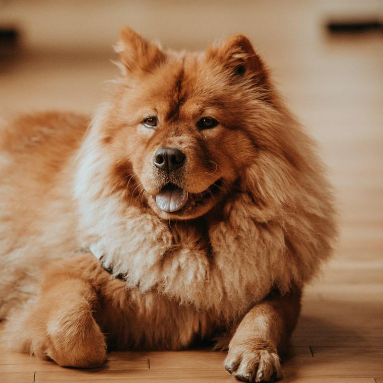 Pet relaxing safely and comfortably