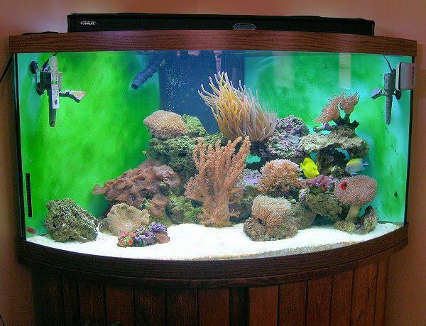Reef Tank Showcase 4