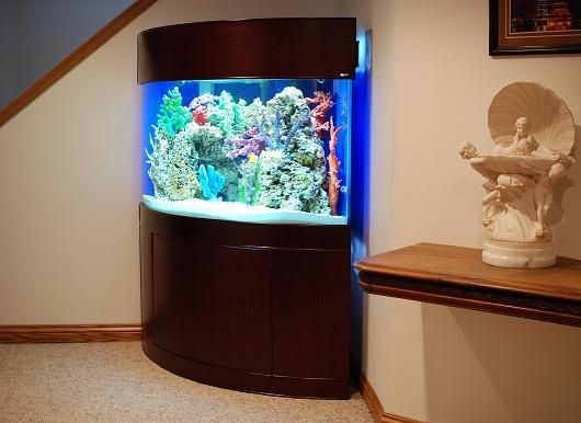 Reef Tank Showcase 2