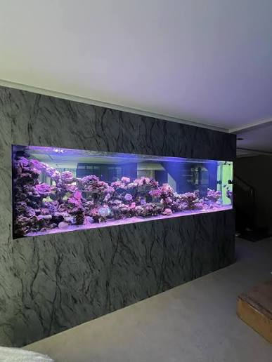 Aquarium Maintenance