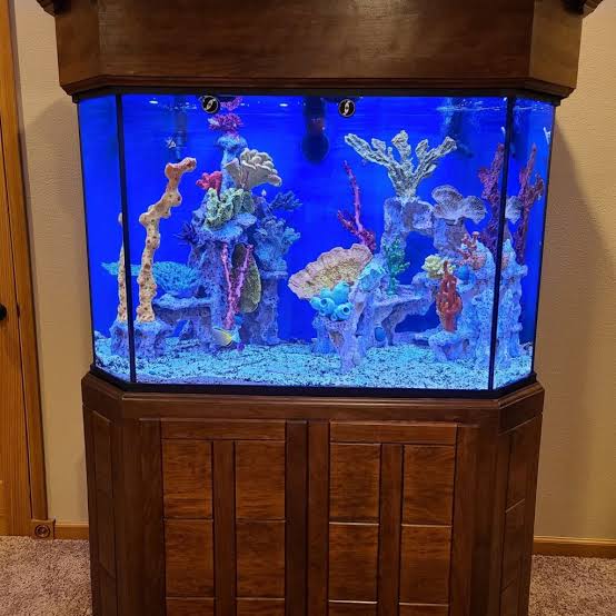 Reef Tank Showcase 1