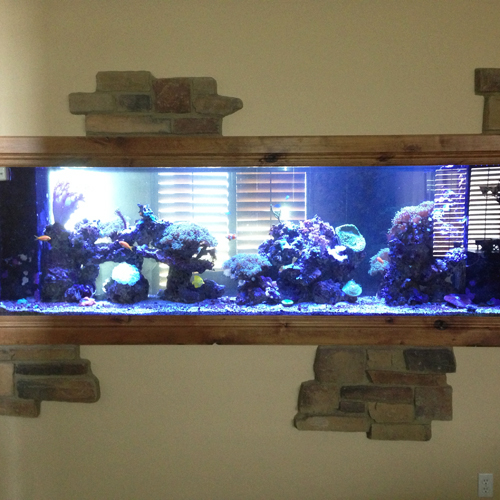 Reef Tank Showcase 3