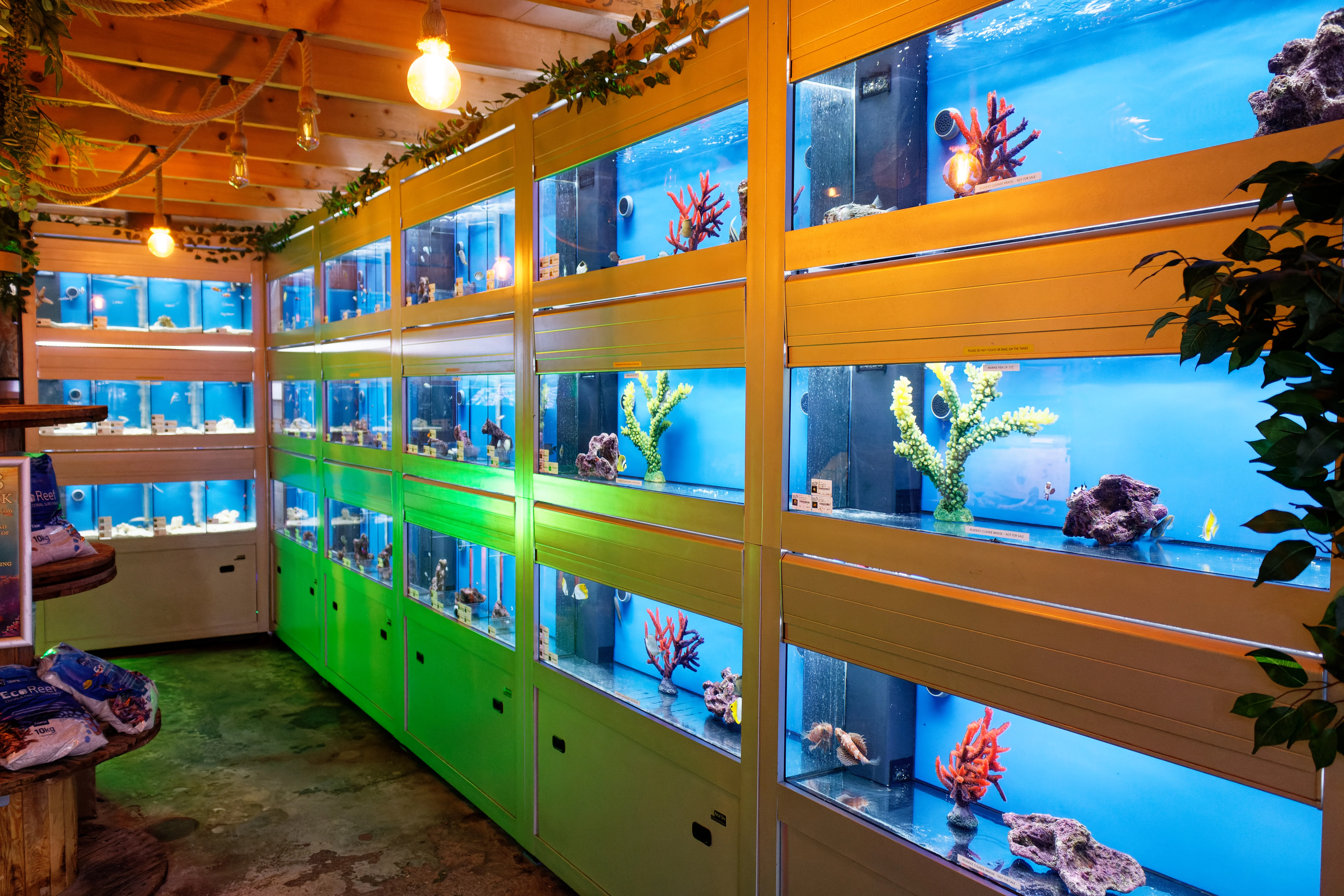Reef Tank Showcase 10