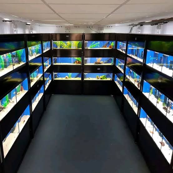 Reef Tank Showcase 11