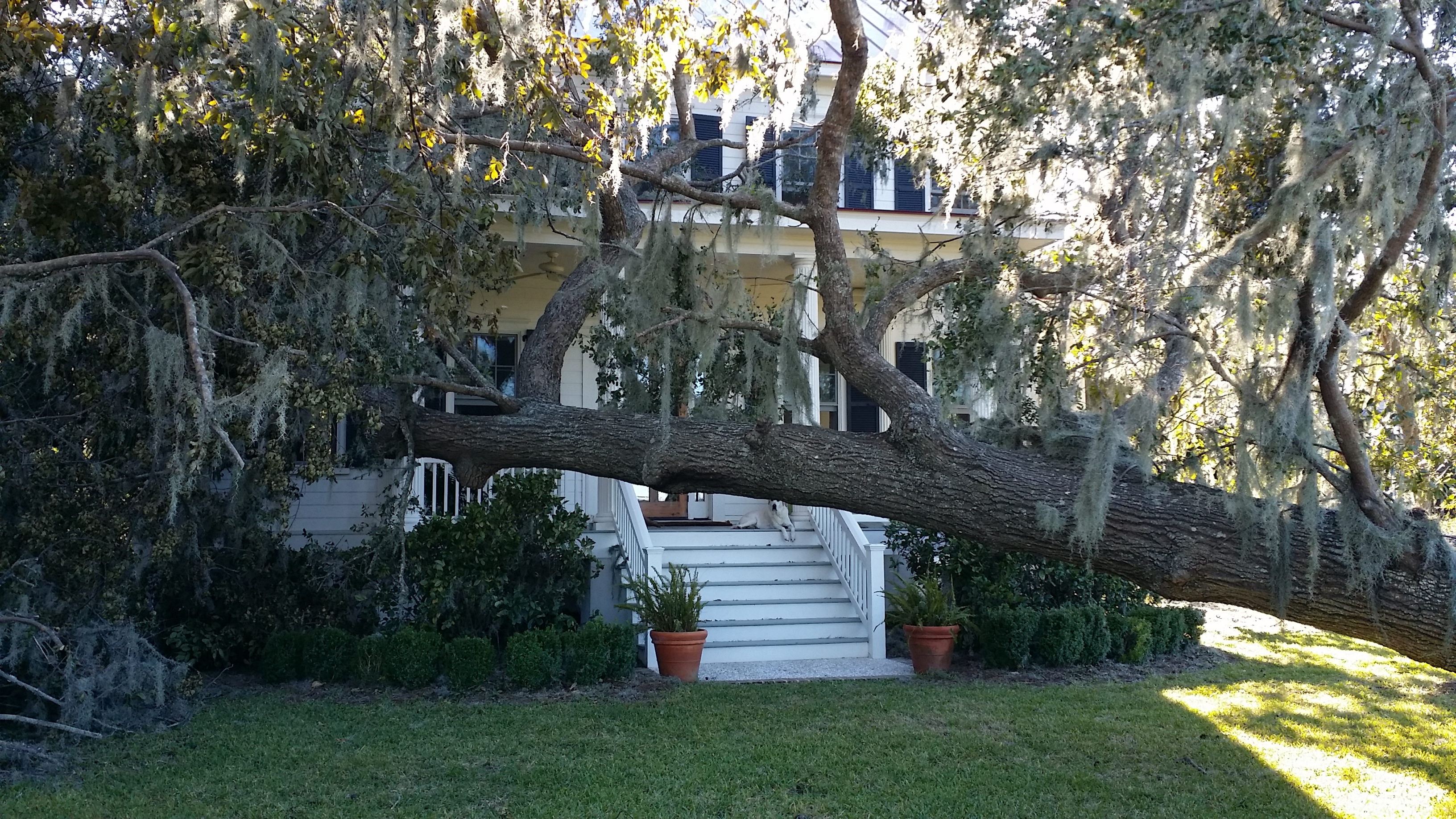 A large tree toppled by wind storm